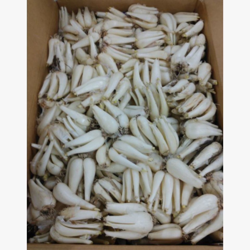 鳥取県産 らっきょう | 旬の野菜 | 旬の野菜・果物 | 野菜と果物を広島