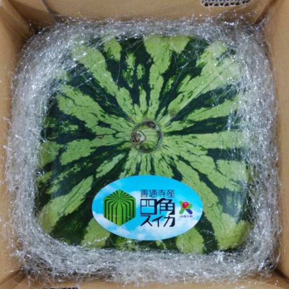 香川県善通寺市　四角スイカの画像