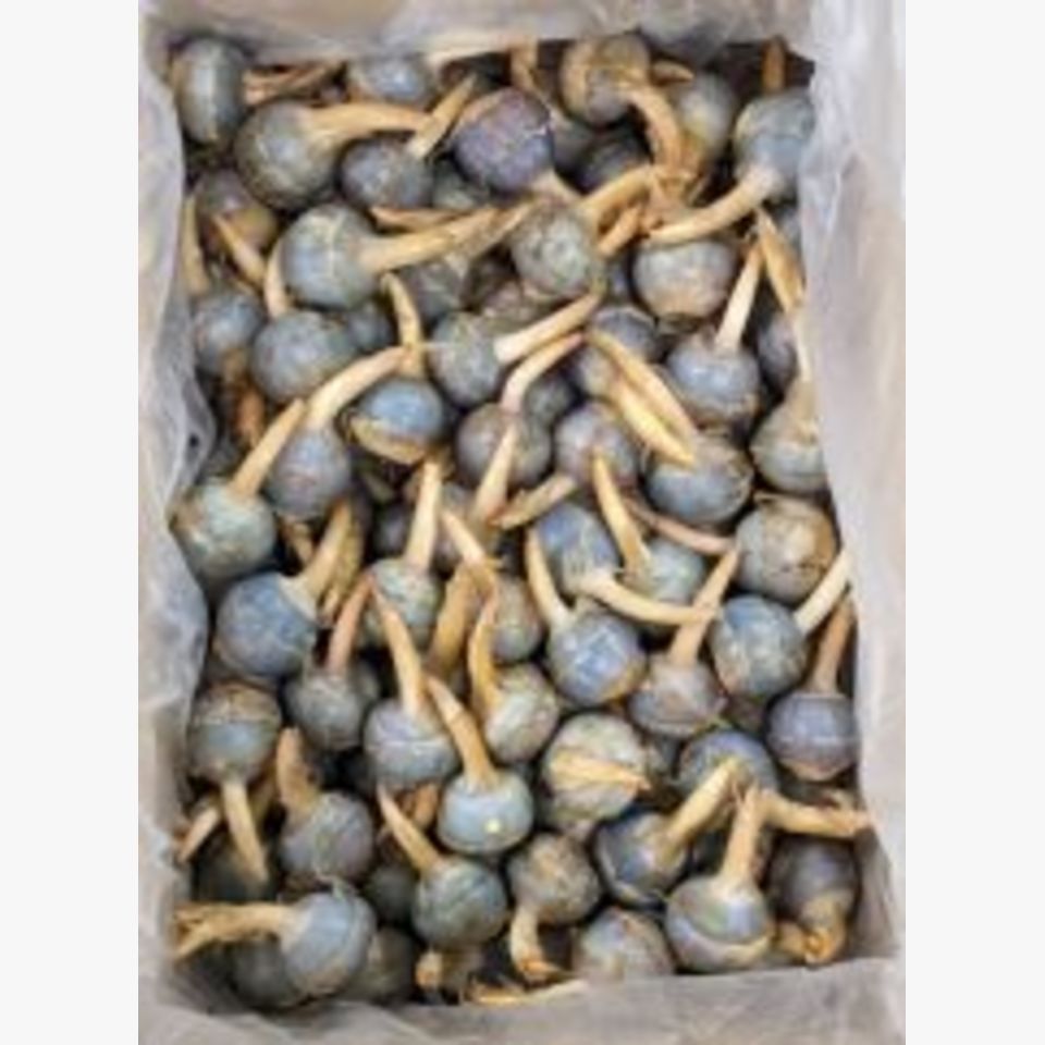 広島県産 くわい | 旬の野菜 | 旬の野菜・果物 | 野菜と果物を広島の市場より食卓へ｜広印広島青果株式会社