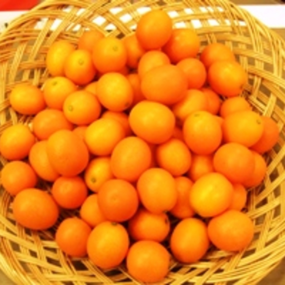 宮崎県産　完熟きんかん　たまたまの画像