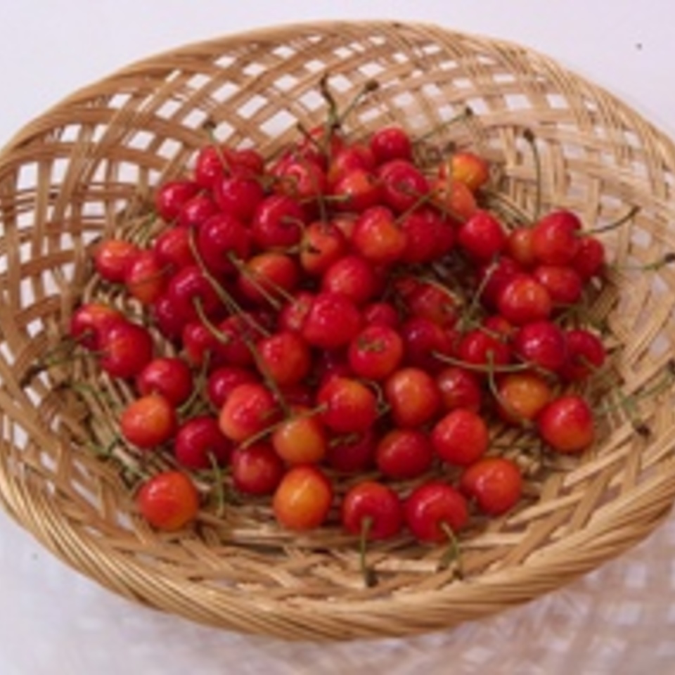 さくらんぼの画像