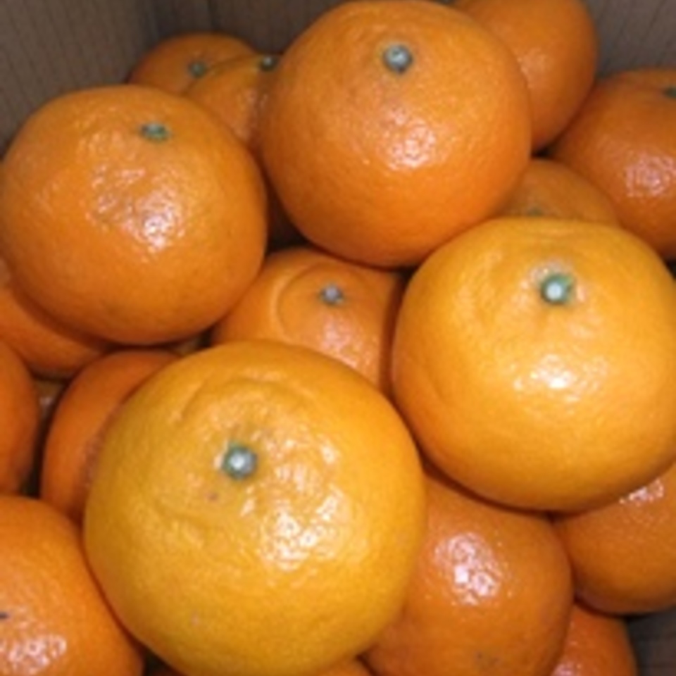 カラマンダリンの画像