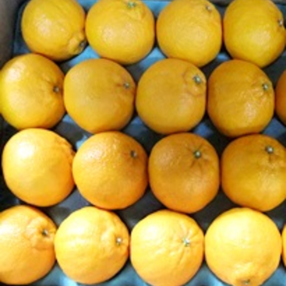 デコポンの画像