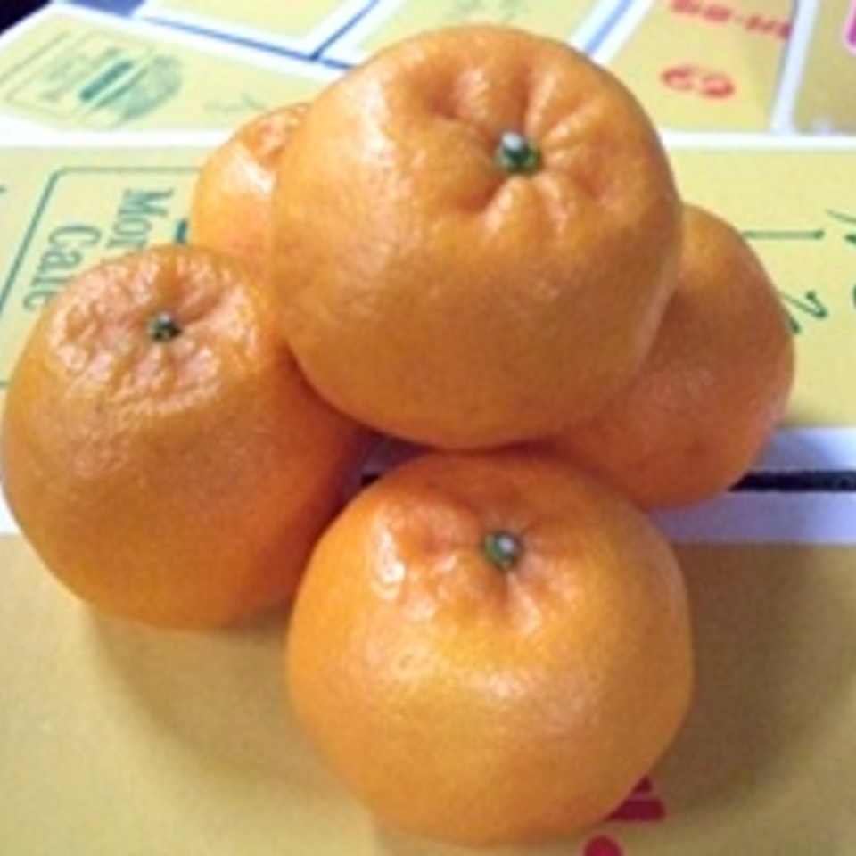 ポンカンの画像