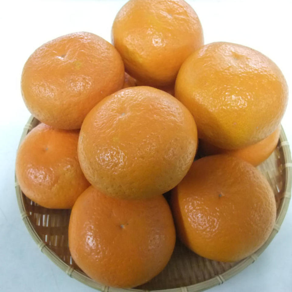 広島県産紅甘夏の画像