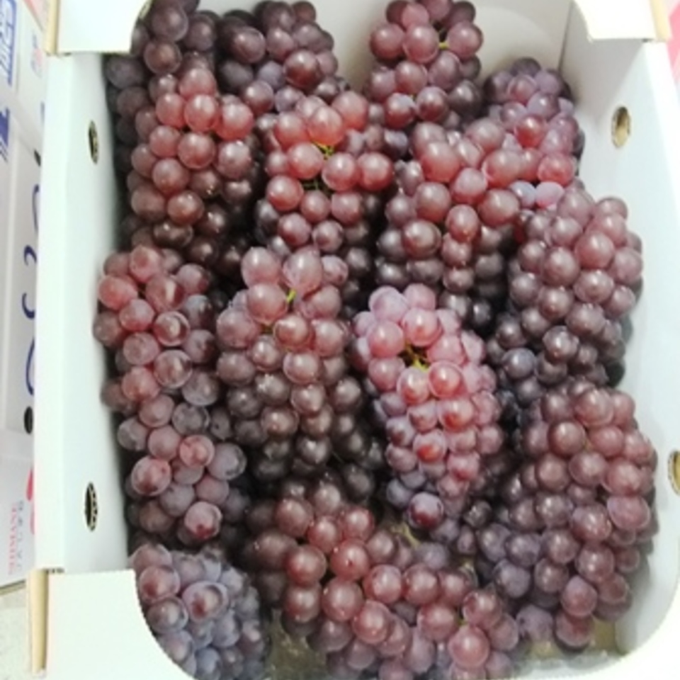 島根・デラウェアの画像