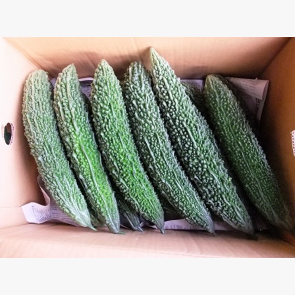 ゴーヤ 旬の野菜 旬の野菜 果物 野菜と果物を広島の市場より食卓へ 広印広島青果株式会社
