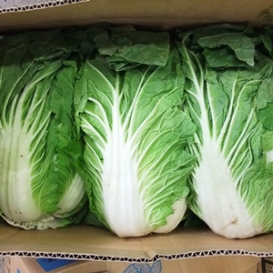 長野の野菜特集②　白菜の画像