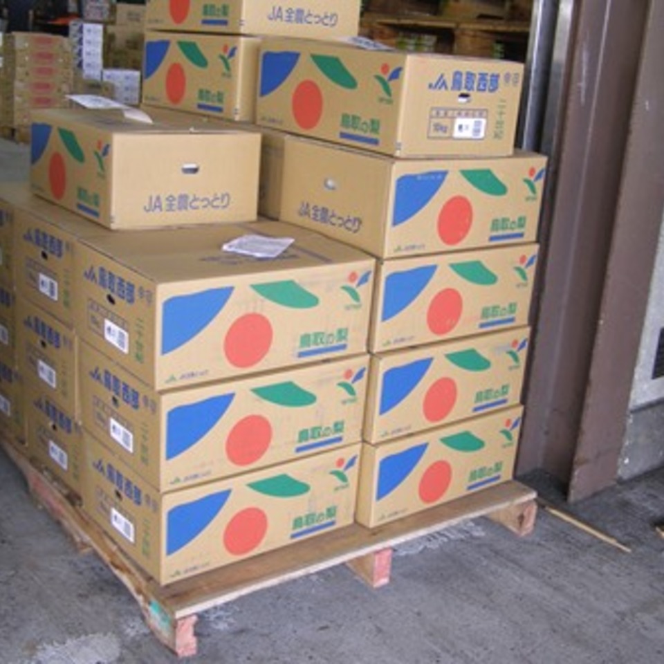 鳥取の二十世紀梨の画像