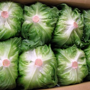 長野の野菜特集③　レタスの画像