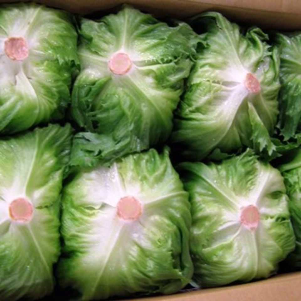 長野の野菜特集③　レタスの画像