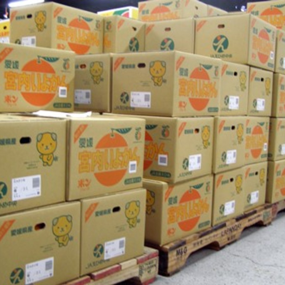 伊予柑(宮内)の画像