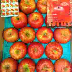 長野県・青森県産「サンつがる」の画像