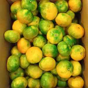 広島県産 極早生みかんの画像