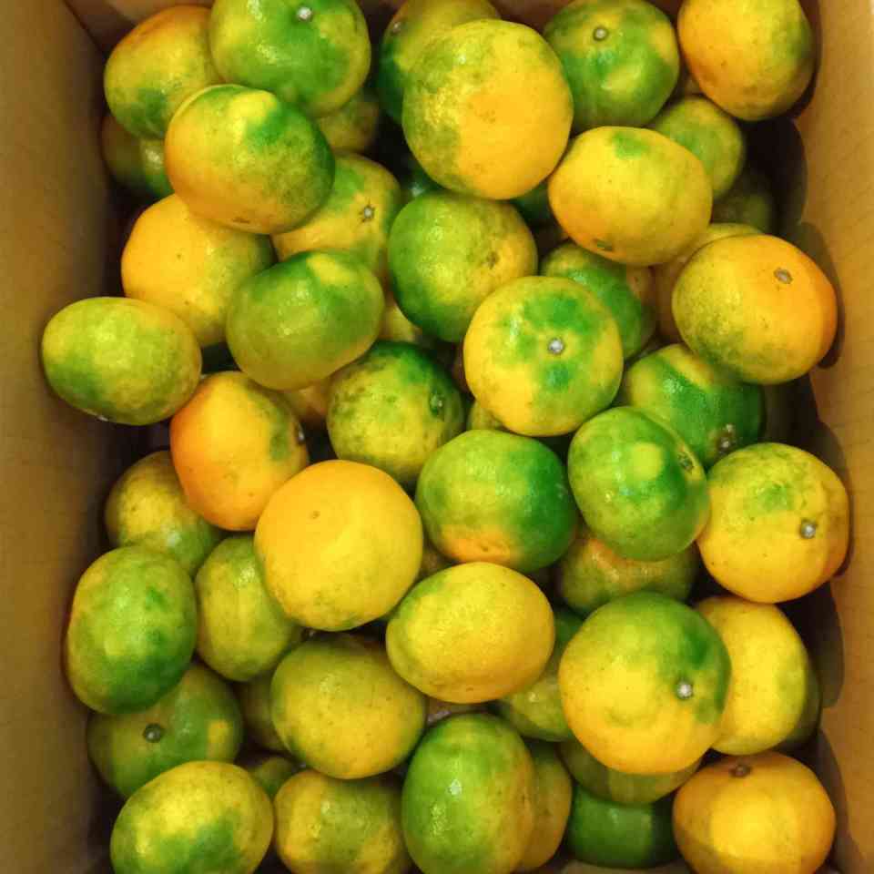 広島県産 極早生みかんの画像