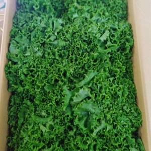 福岡県産　サニーレタス　グリーンリーフの画像