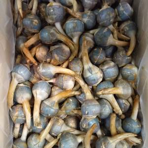 広島県産　くわいの画像