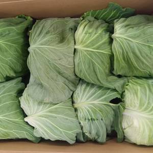 JA糸島産　キャベツの画像