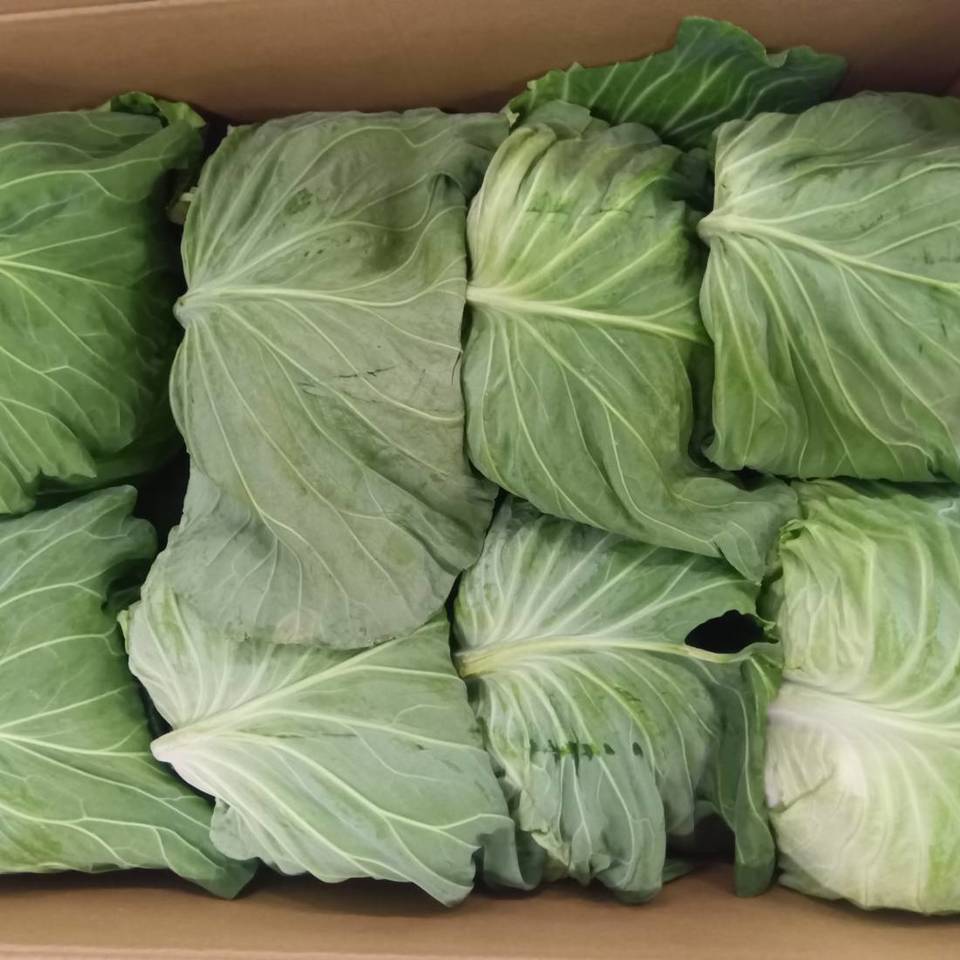 JA糸島産　キャベツの画像