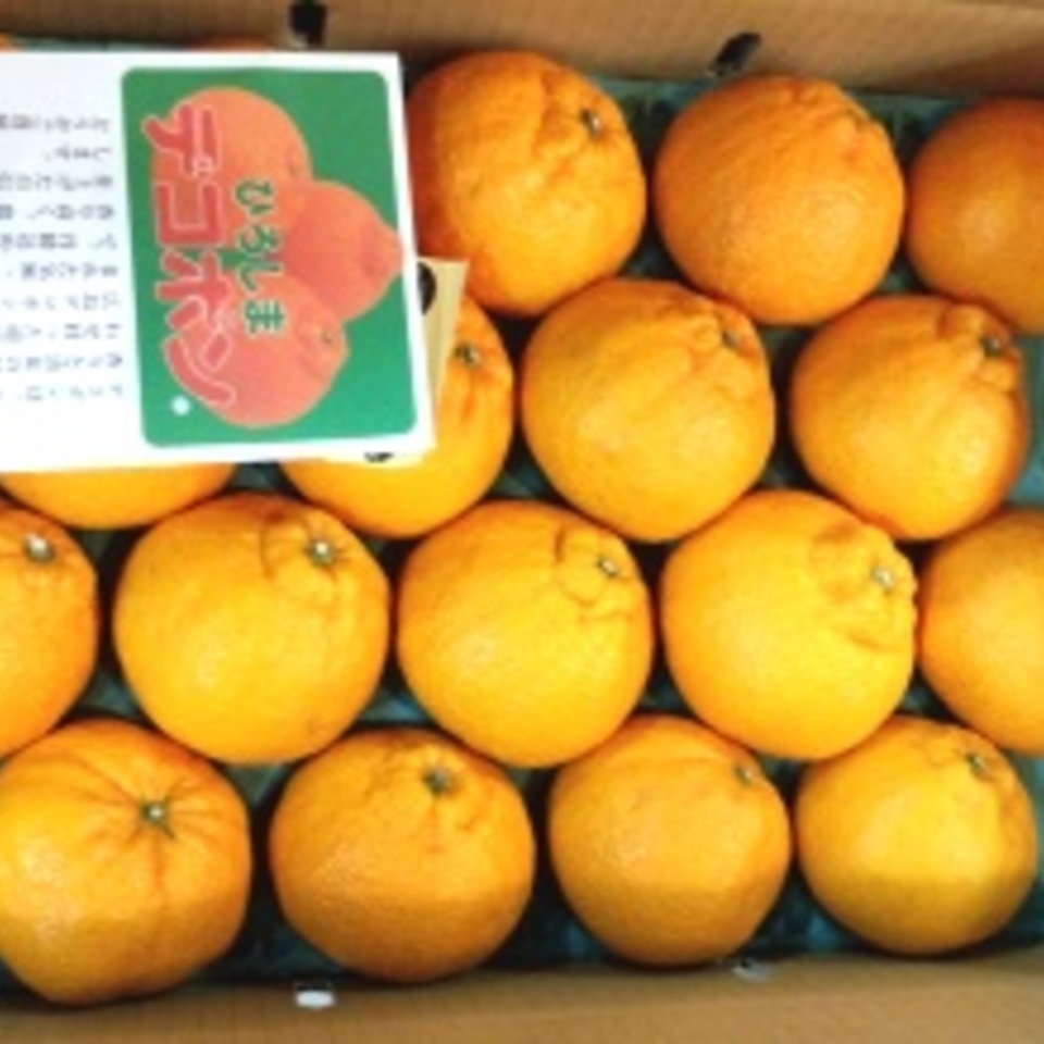 デコポン(不知火)の画像