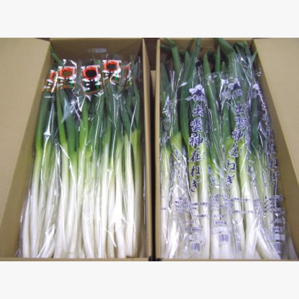 まるゴッドねぎ【神在（かみあり）ねぎ】 | 旬の野菜 | 旬の野菜・果物