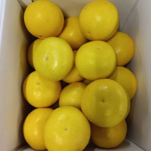 高知県産 文旦の画像