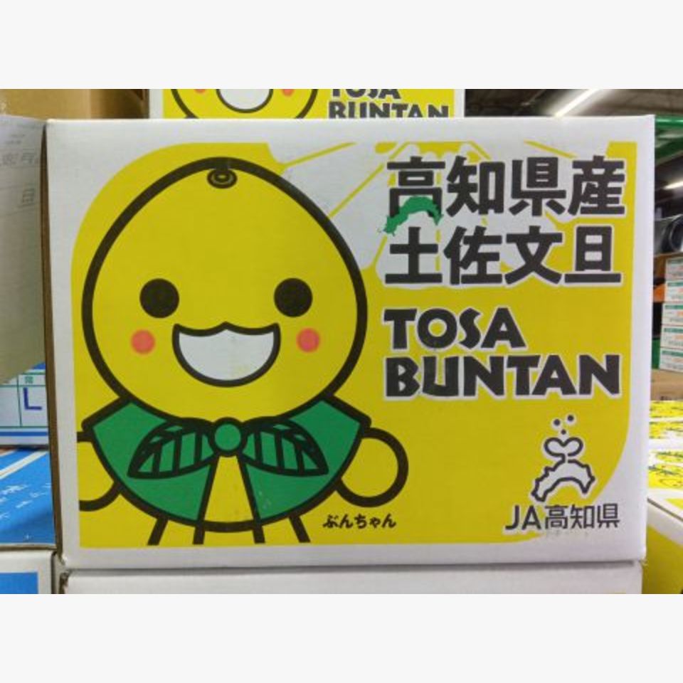 土佐文旦の箱（ぶんちゃんver）