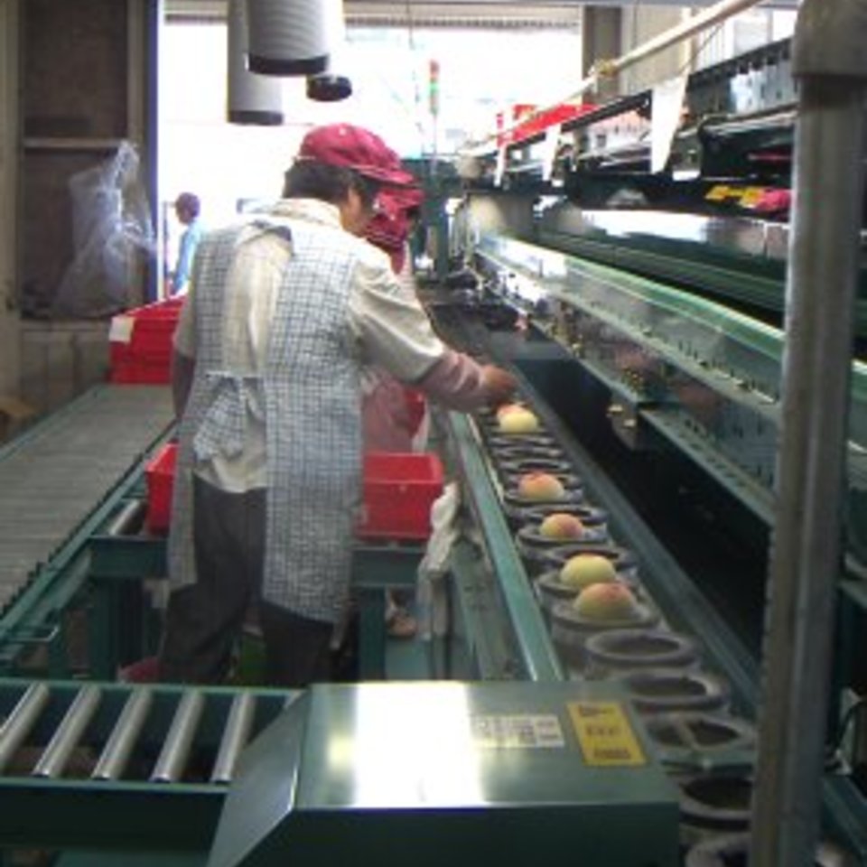 ロイヤル桃の画像