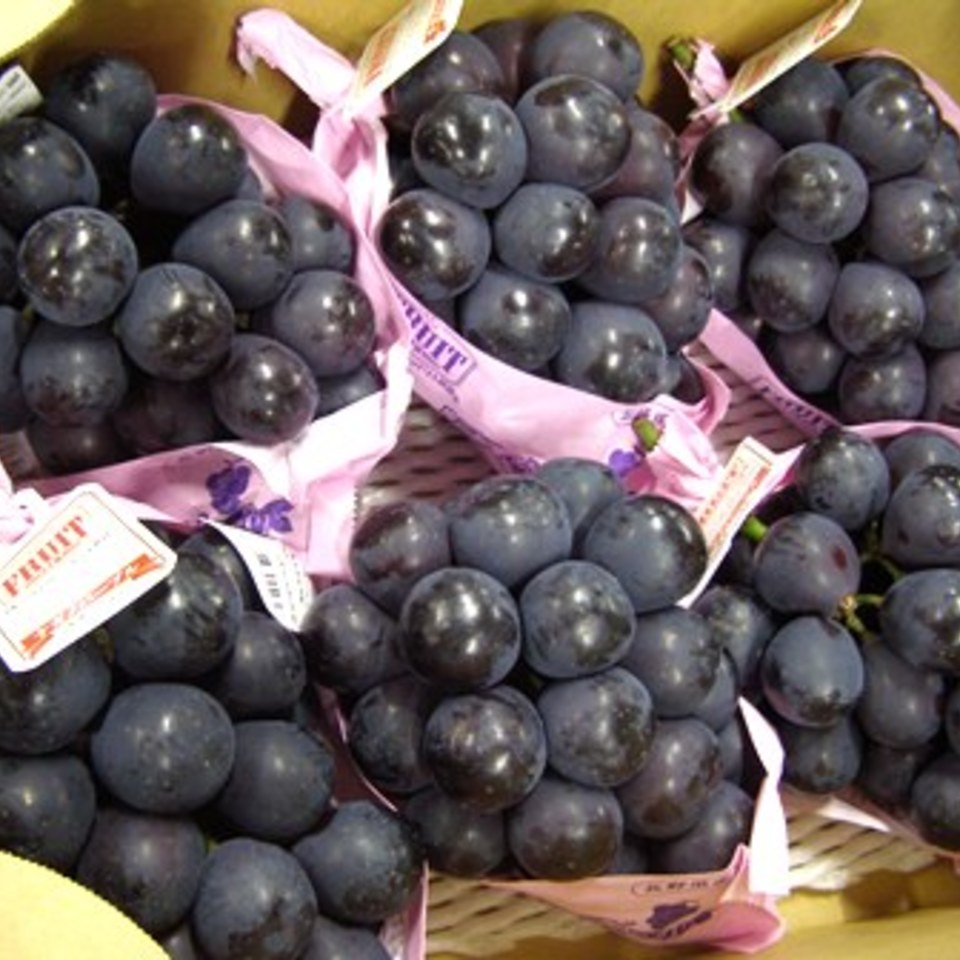 ナガノパープルの画像