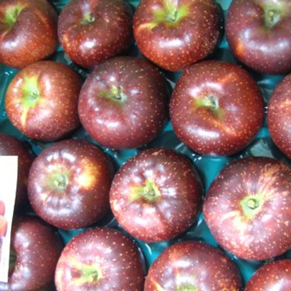 シナノ三兄弟＊秋映の画像