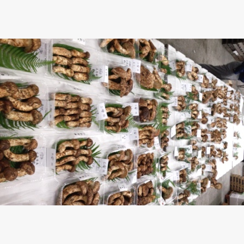 セリ前の様子…