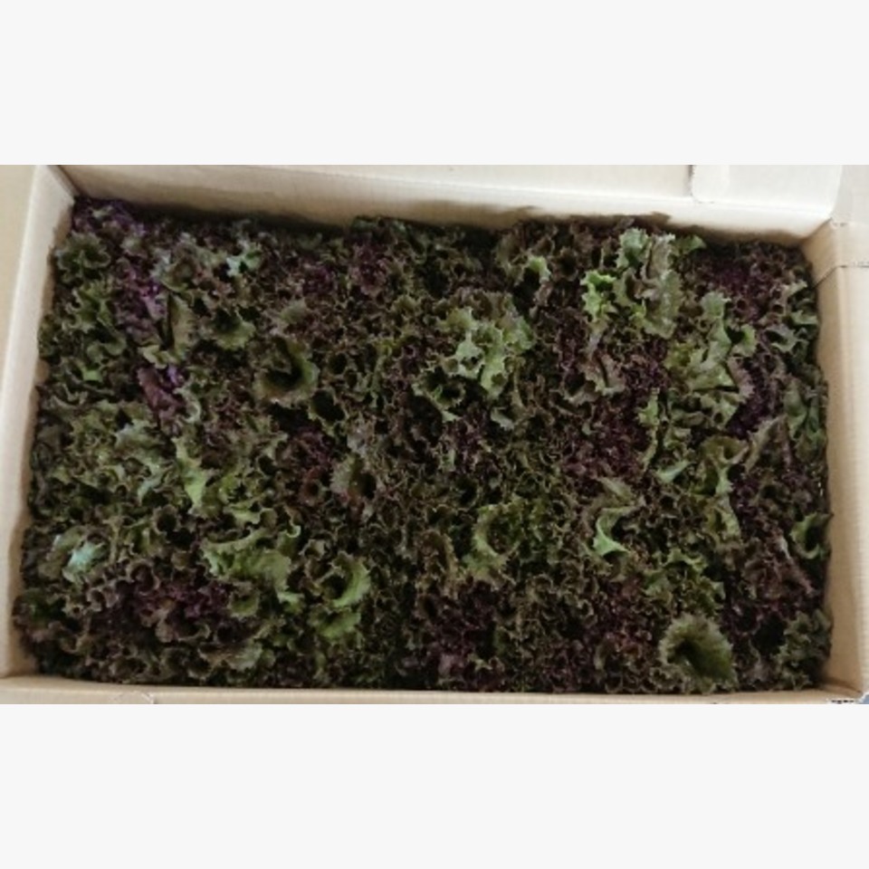 長野のサニーレタス | 旬の野菜 | 旬の野菜・果物 | 野菜と果物を広島