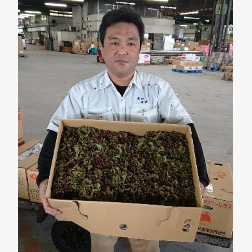 長野のサニーレタス | 旬の野菜 | 旬の野菜・果物 | 野菜と果物を広島