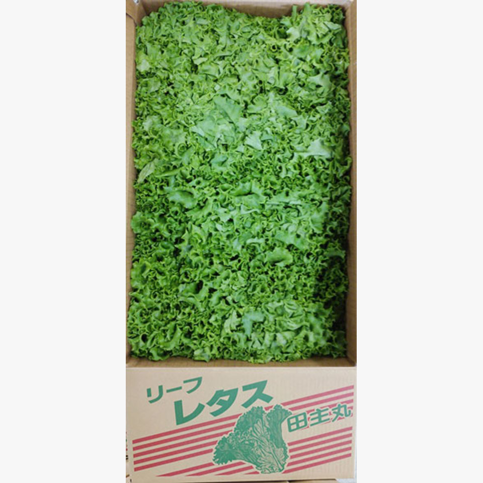 福岡県産 サニーレタス・グリーンリーフ | 旬の野菜 | 旬の野菜・果物 | 野菜と果物を広島の市場より食卓へ｜広印広島青果株式会社