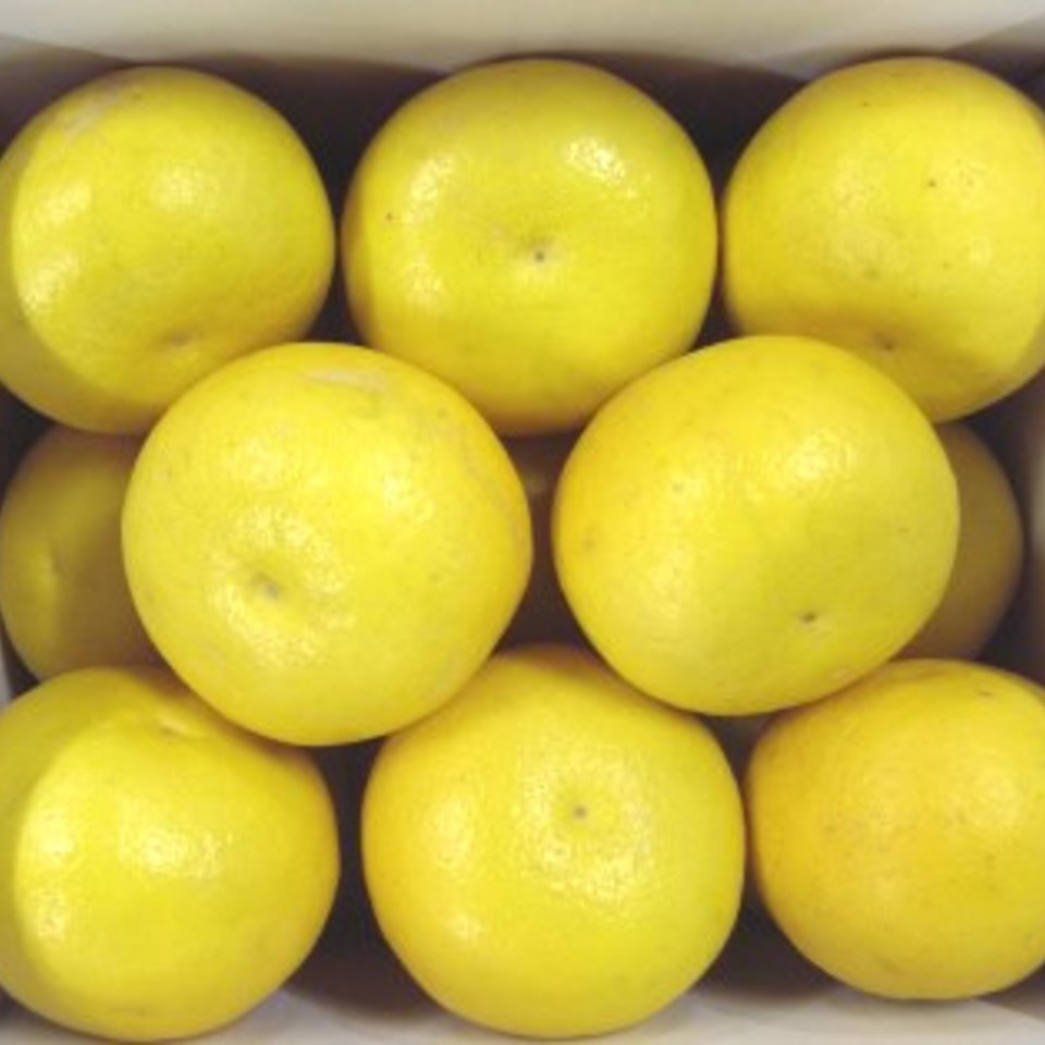 土佐文旦の画像