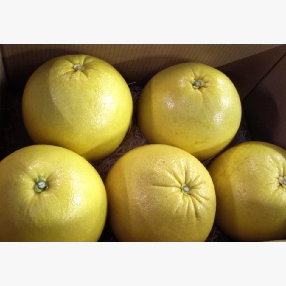 晩白柚 | 旬の果物 | 旬の野菜・果物 | 野菜と果物を広島の市場より