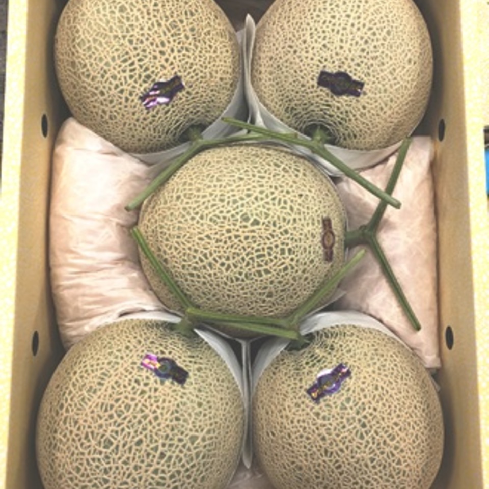 高知のアールスメロンの画像