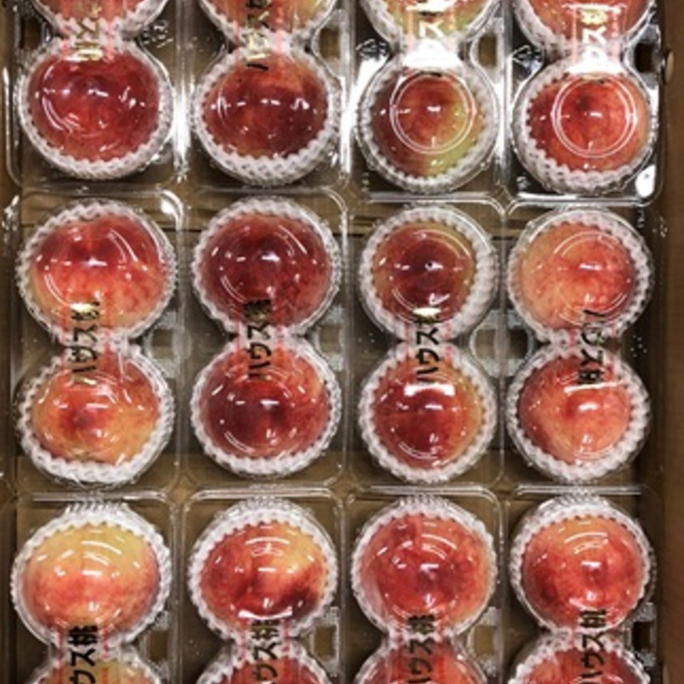 日川白鳳の画像