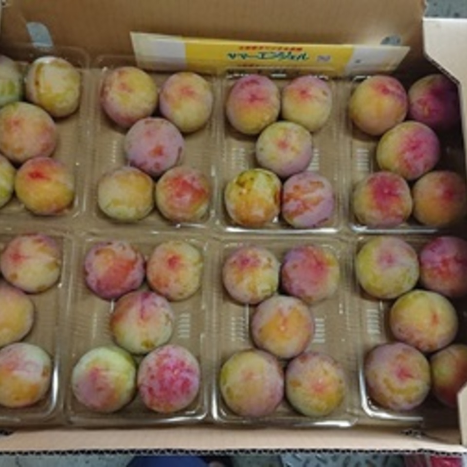 サマーエンジェルの画像