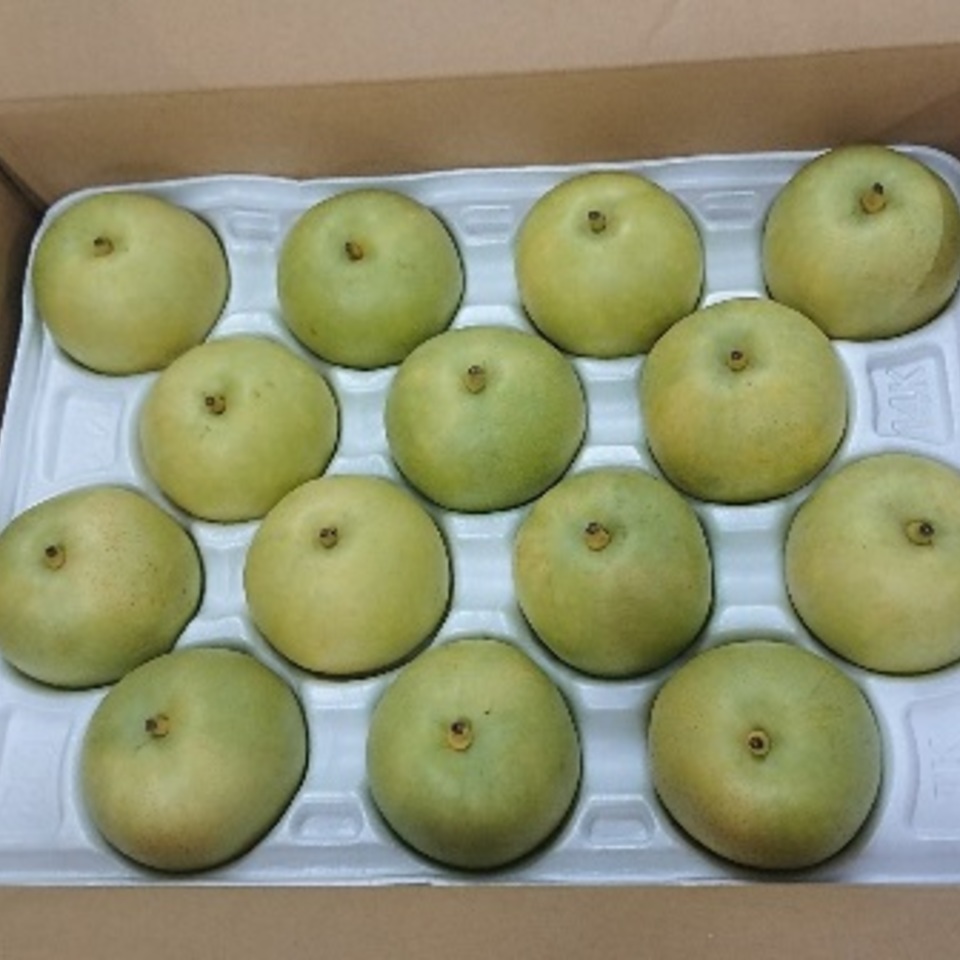 二十世紀梨の画像