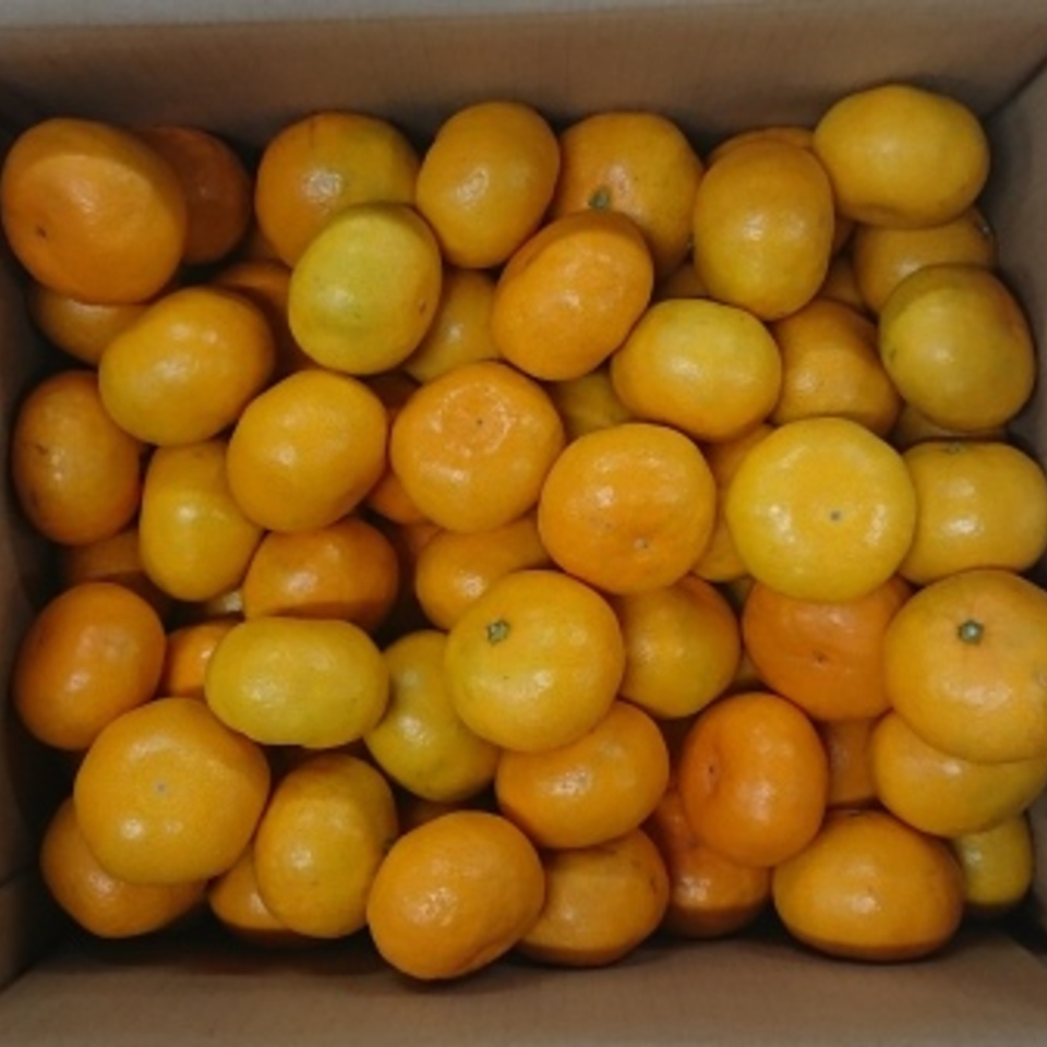 早生みかんの画像