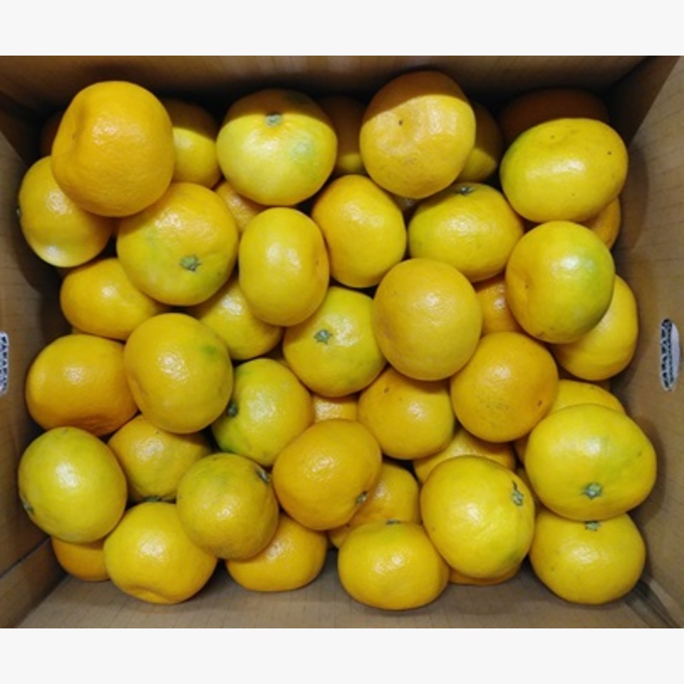 瀬戸田 極早生みかん | 旬の果物 | 旬の野菜・果物 | 野菜と果物を広島