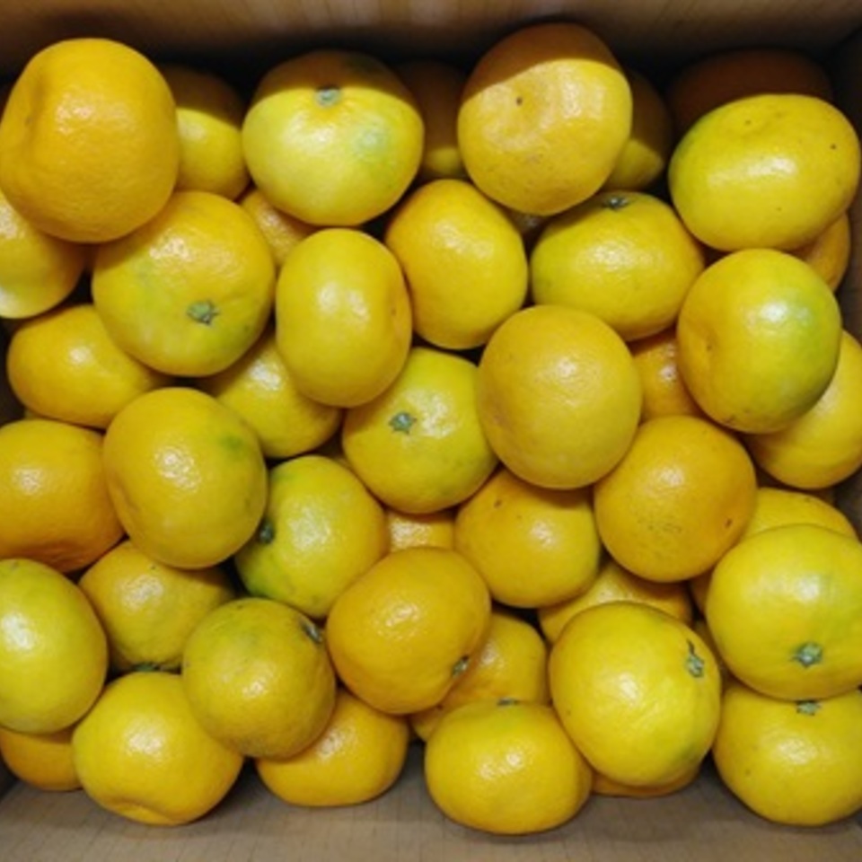 瀬戸田　極早生みかんの画像