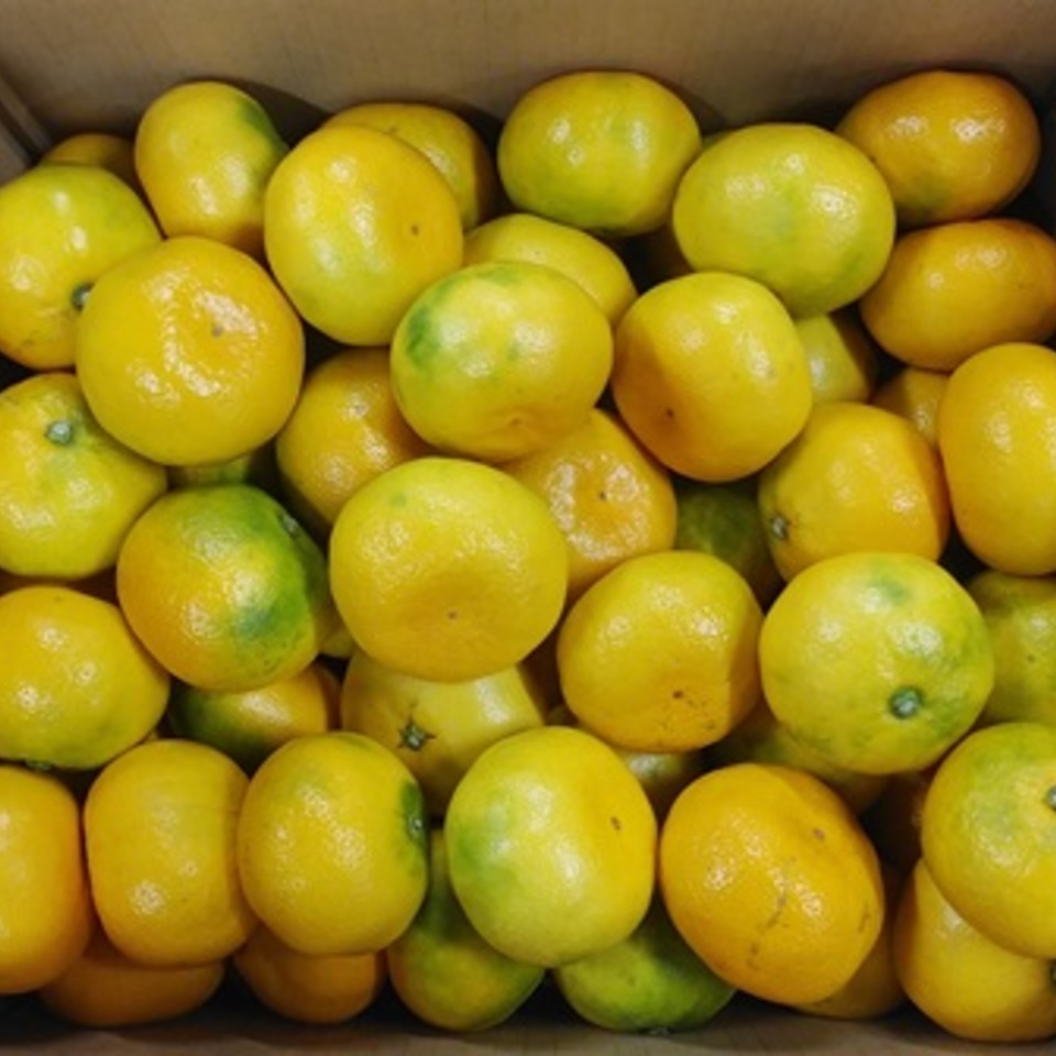 大長　極早生みかんの画像