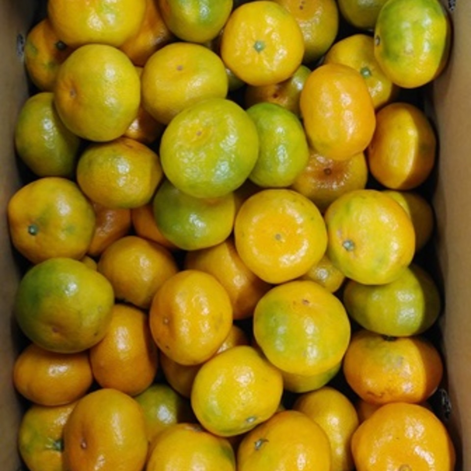 佐賀県産　あんみつ姫みかんの画像