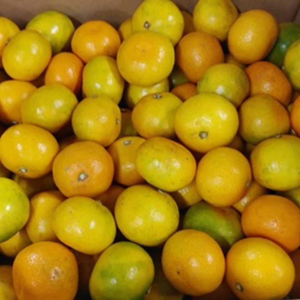 紀南みかん　天の画像