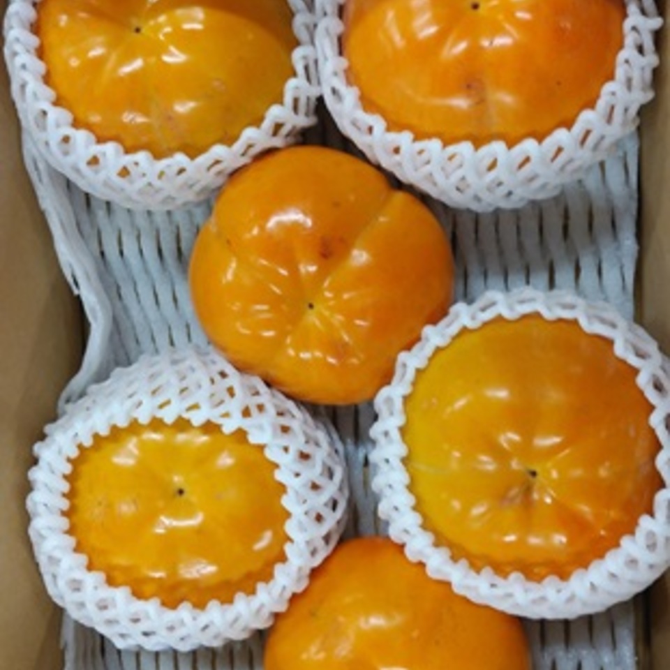 愛媛県産　太天柿の画像