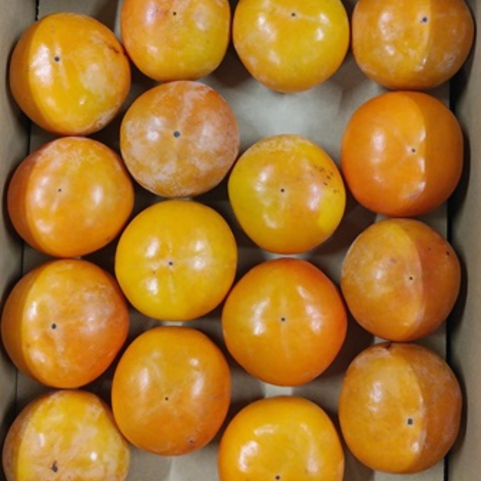 広島県産　富有柿の画像