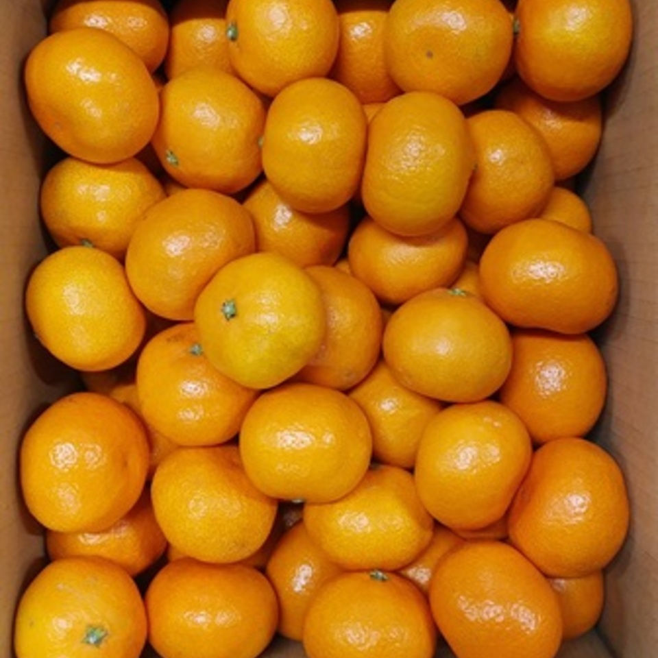 広島県産　いしじ　みかんの画像