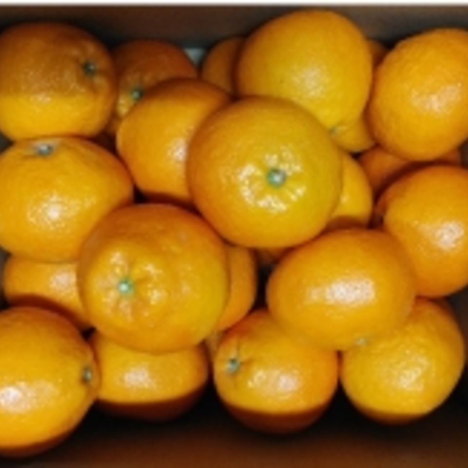 愛媛県産　伊予柑の画像